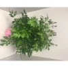 Plantiflor Prachtspieren Atilbe 4 L