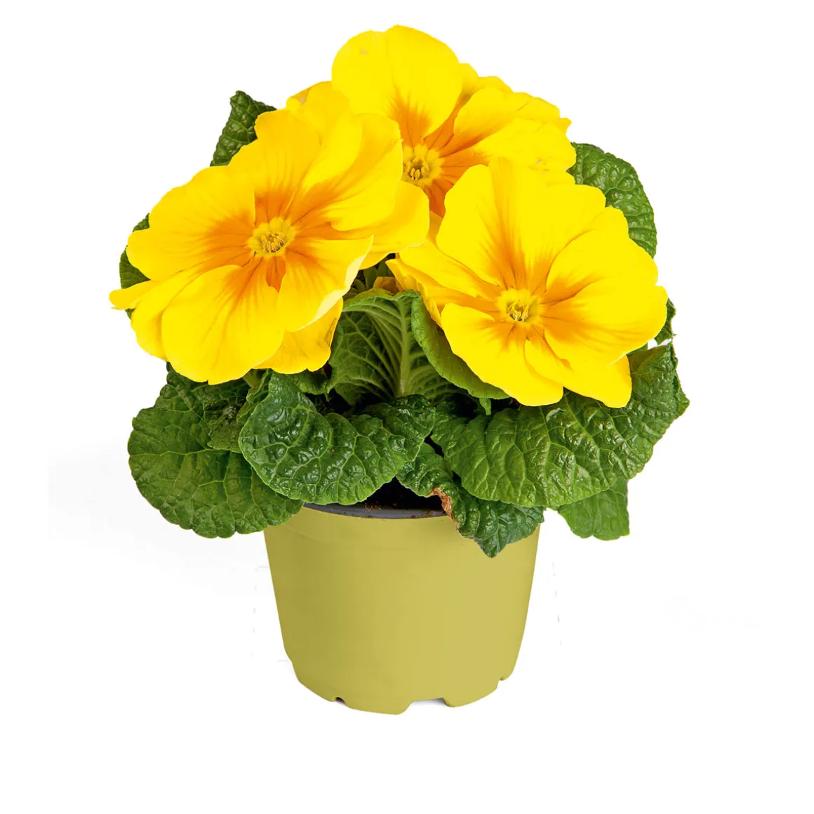 Plantiflor Primel Topf Durchmesser 10,5 cm