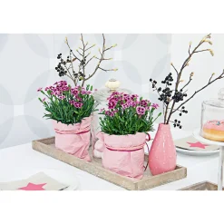 Plantiflor Prinzess-Nelke Pink Kisses Topf- Durchmesser 12 cm