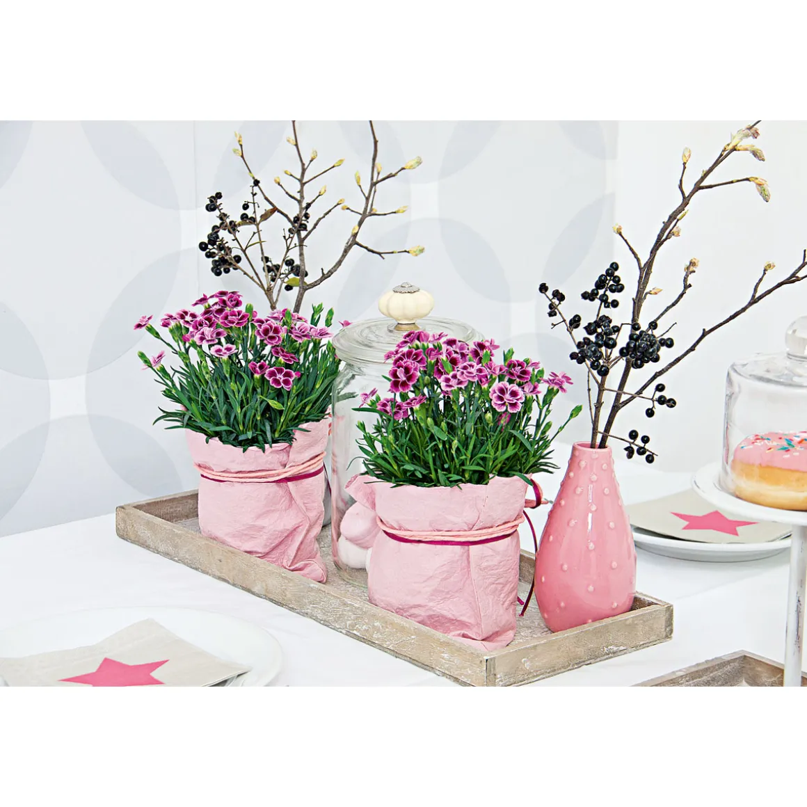 Plantiflor Prinzess-Nelke Pink Kisses Topf- Durchmesser 12 cm