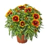 Plantiflor Prärie-Korkadenblume Topf Durchmesser 19 cm