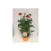 Plantiflor Purpursonnenhut