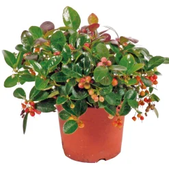 Plantiflor Rebhuhnbeere Topf Durchmesser 10,5 cm