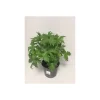 Plantiflor Rittersporn Morgentau Topf Durchmesser 19 cm