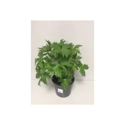 Plantiflor Rittersporn Morgentau Topf Durchmesser 19 cm