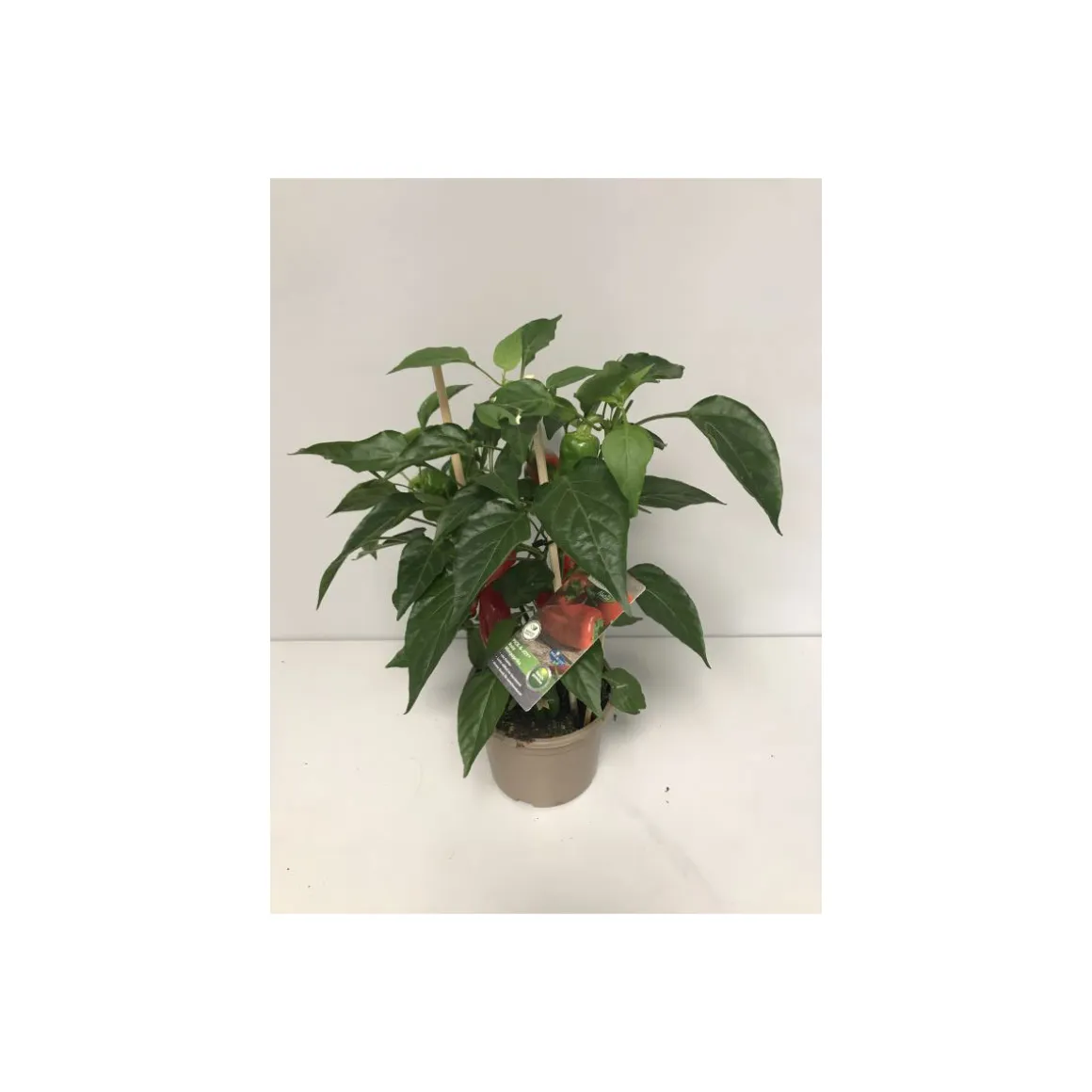 Plantiflor Rote Mini-Paprika Pick-a-Pep T14