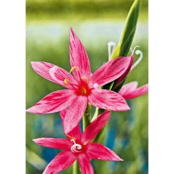 Plantiflor Roter Sumpfspaltgriffel in Sorten 9 cm