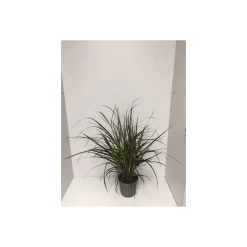 Plantiflor Rotes Lampenputzergras Summer Samba T14