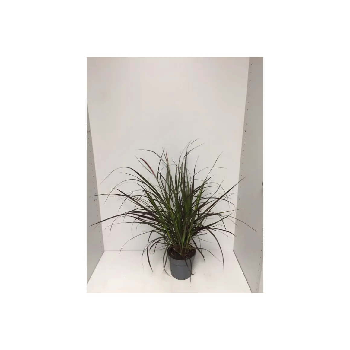 Plantiflor Rotes Lampenputzergras Summer Samba T14