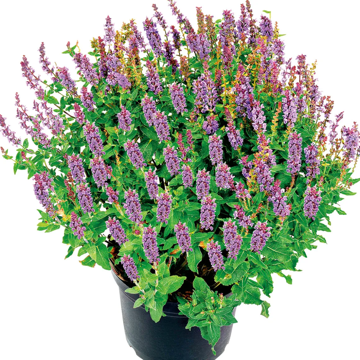 Plantiflor Salbei T14