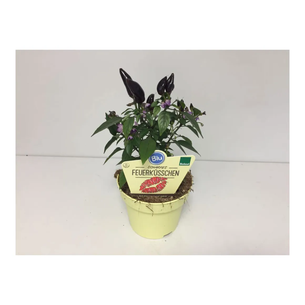 Plantiflor Scharfes Feuerküsschen T12