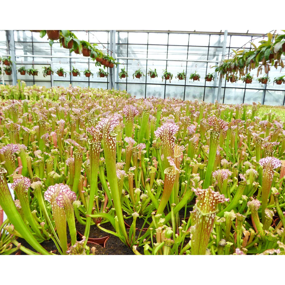 Plantiflor Schlauchpflanze Topf Durchmesser 9 cm