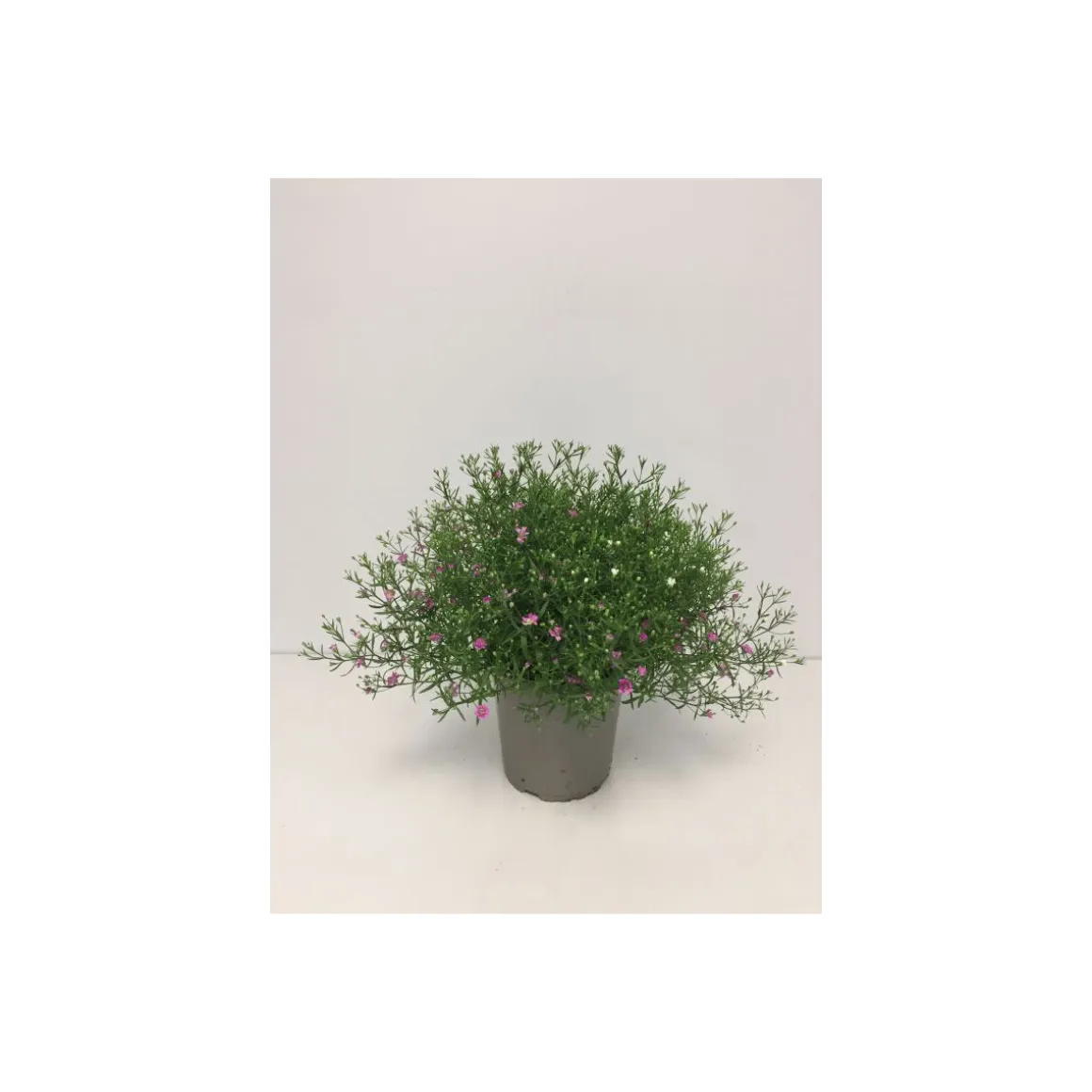 Plantiflor Schleierkraut T12/13