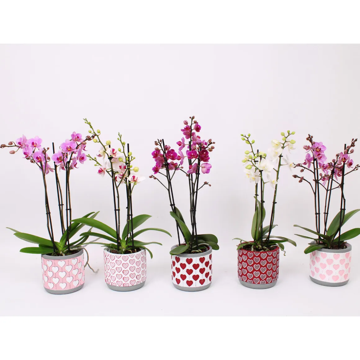 Plantiflor Schmetterlingsorchidee 3-Triebe Topf- Durchmesser 12 cm
