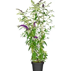 Plantiflor Schmetterlingsstrauch im Topf Durchmesser 19 cm