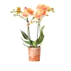 Plantiflor Schmetterlingsorchidee Topf- Durchmesser 9 cm