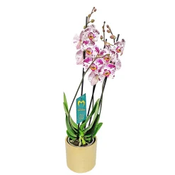 Plantiflor Schmetterlingsorchidee in Keramik Topf- Durchmesser 12 cm