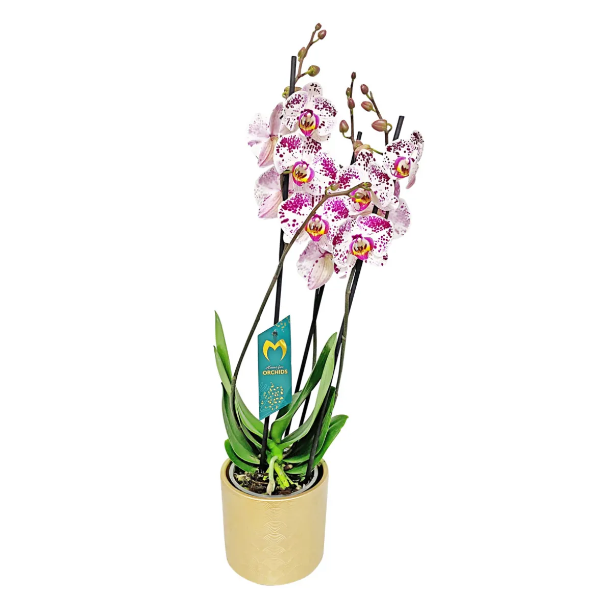 Plantiflor Schmetterlingsorchidee in Keramik Topf- Durchmesser 12 cm
