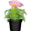 Plantiflor Schmuckkörbchen Topf Durchmesser 13 cm