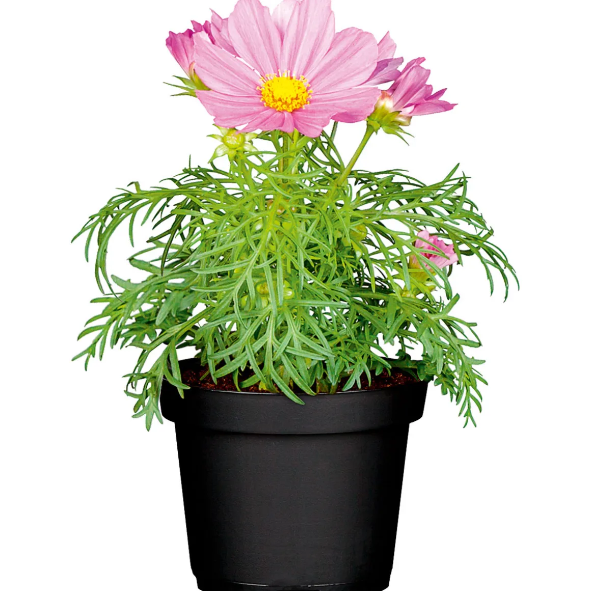 Plantiflor Schmuckkörbchen Topf Durchmesser 13 cm