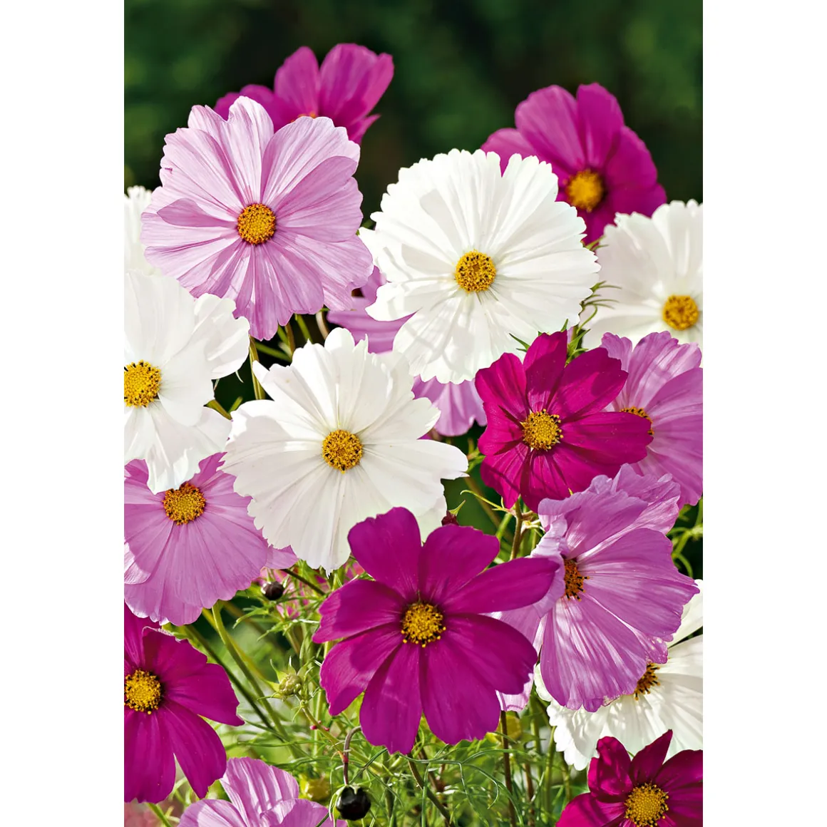 Plantiflor Schmuckkörbchen Topf Durchmesser 13 cm
