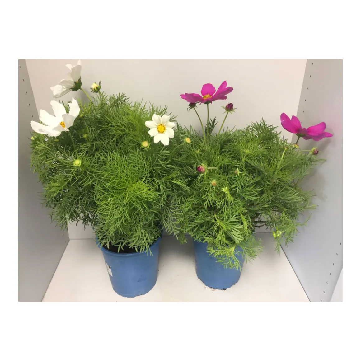 Plantiflor Schmuckkörbchen verschiedene Farben 3 L