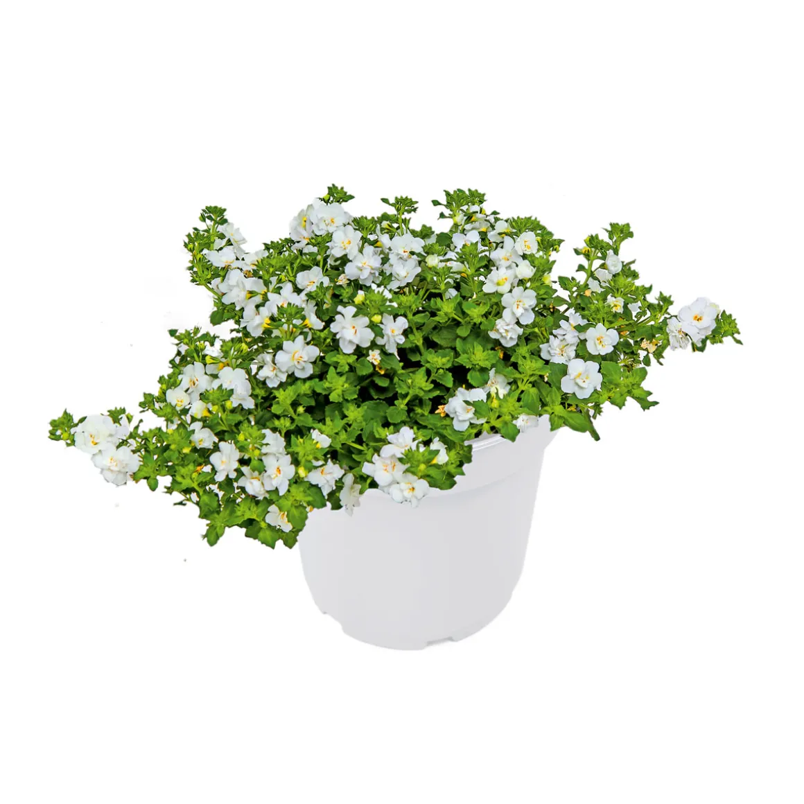 Plantiflor Schneeflockenblume T13