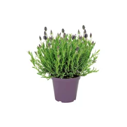 Plantiflor Schopflavendel Topf Durchmesser 18 cm