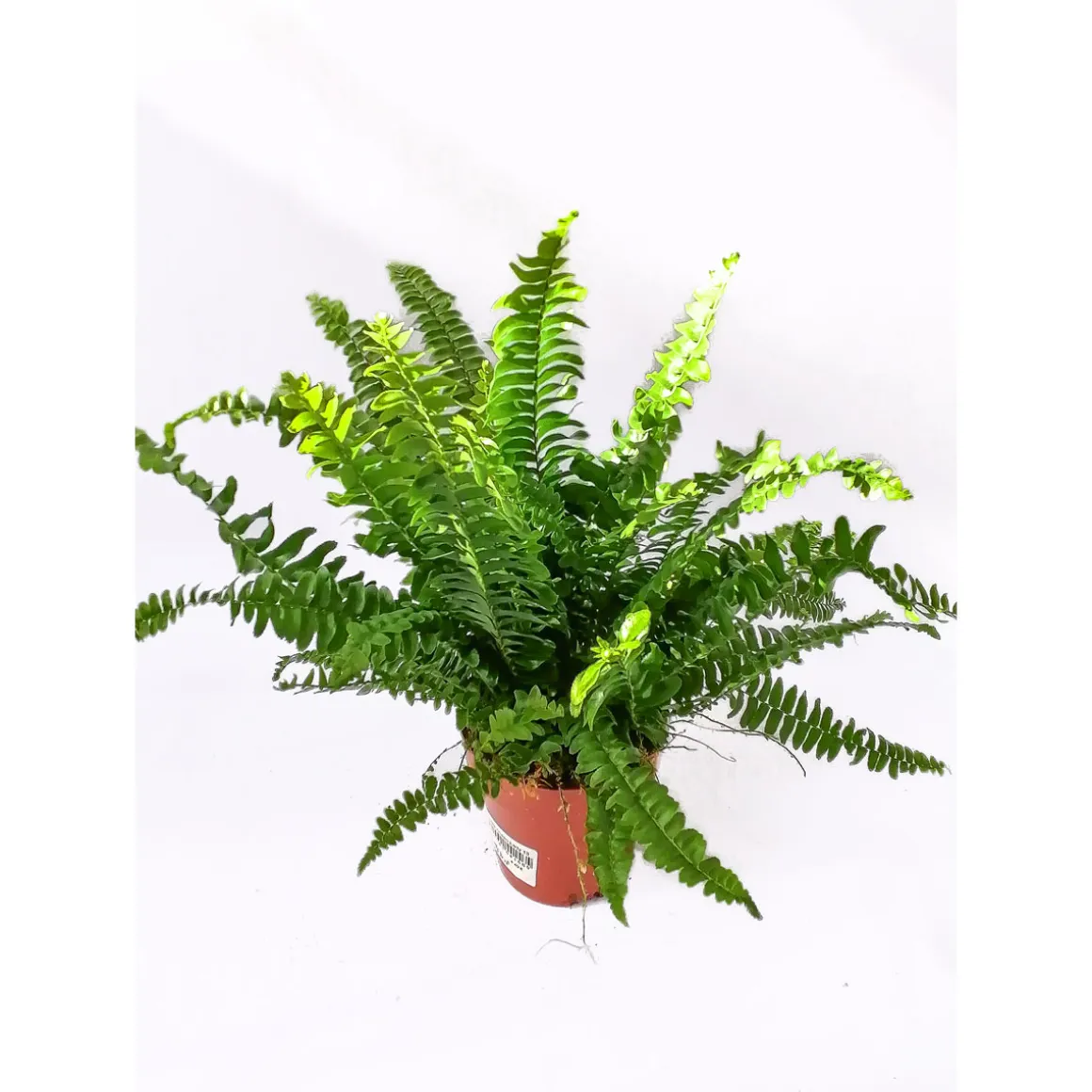 Plantiflor Schwertfarn 35-40 cm T12/13