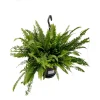 Plantiflor Schwertfarn Green Lady Ampel T19