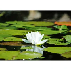 Plantiflor Seerose verschiedene Sorten Topf Durchmesser 11 cm