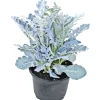 Plantiflor Silberblatt Topf Durchmesser 9 cm