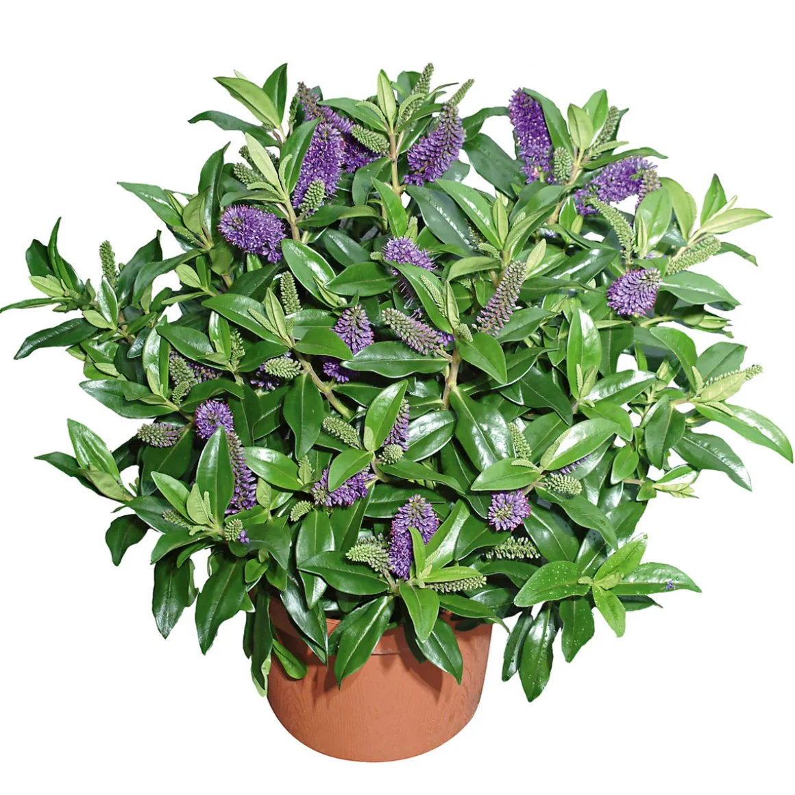 Plantiflor Solitärbusch bunt
