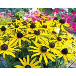Plantiflor Sonnenhut Goldsturm Topf Durchmesser 19 cm