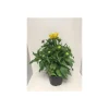 Plantiflor Sonnenhut Rudbeckia Summerina Yellow Durchmesser 23 cm