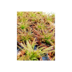 Plantiflor Sonnentau Topf Durchmesser 9 cm