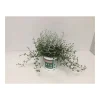 Plantiflor Stacheldrahtpflanze Durchmesser 12 cm