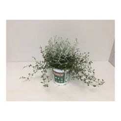 Plantiflor Stacheldrahtpflanze Durchmesser 12 cm
