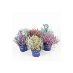Plantiflor Stacheldrahtpflanze Calocephalus brownii mit Glitzer