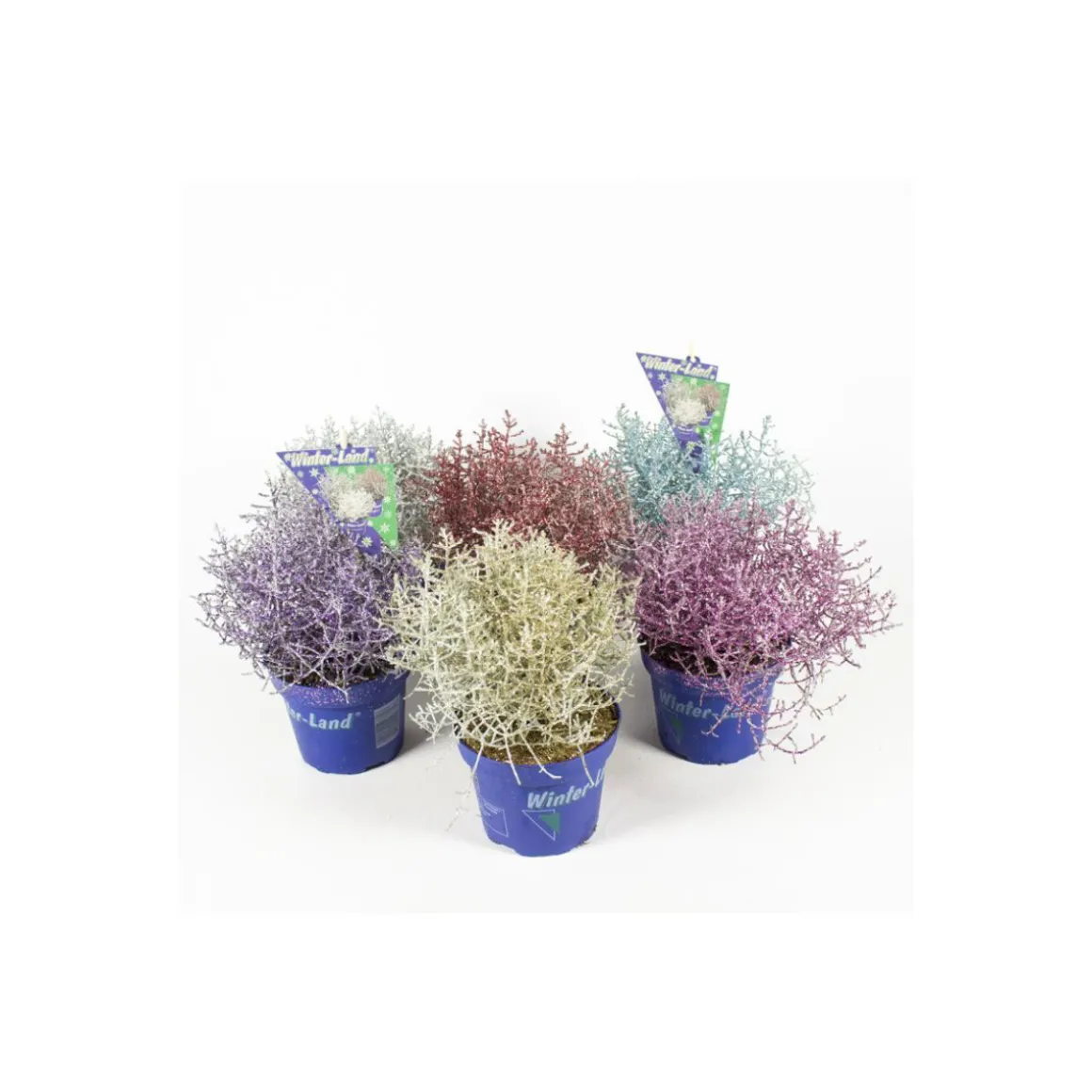 Plantiflor Stacheldrahtpflanze Calocephalus brownii mit Glitzer