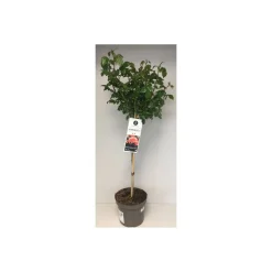 Plantiflor Stammrosen Lizenzsorten 70 cm T26