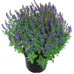 Plantiflor Stauden Topf- Durchmesser 17 cm