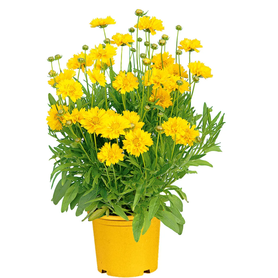 Plantiflor Stauden Topf- Durchmesser 17 cm