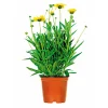Plantiflor Steingartenstauden im Topf Durchmesser 13 cm