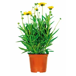 Plantiflor Steingartenstauden im Topf Durchmesser 13 cm