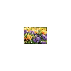 Plantiflor Stiefmütterchen 10er-Pack