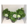 Plantiflor Stockrose Topf Durchmesser 19 cm