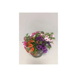 Plantiflor Tauberglöckchen 5 Freunde T15