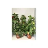 Plantiflor Thunberigen Pyramide verschiedene Farben T19