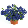 Plantiflor Verbene Temari weiß und rosa/rot T10,5